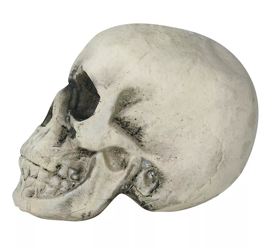 Translation missing: pt-PT.Calavera Amarillenta 17 cm