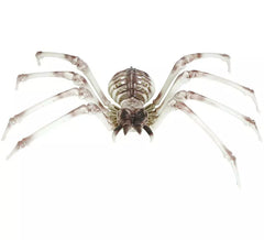 Esqueleto de Aranha 85x35 cm