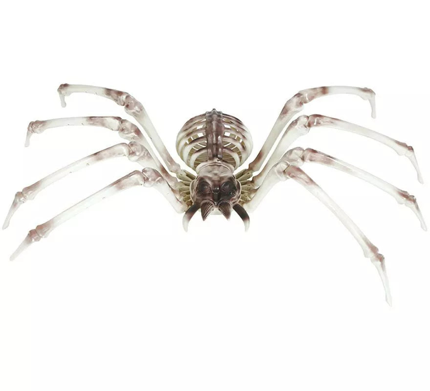 Translation missing: pt-PT.Esqueleto Araña 85x35 cm