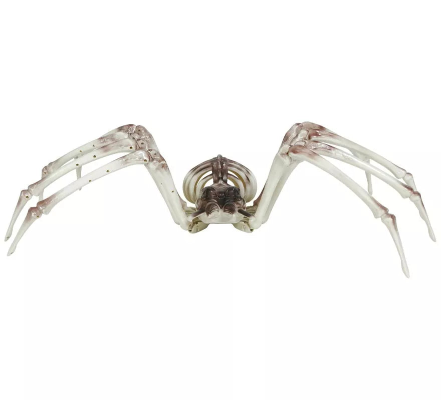 Esqueleto Araña 85x35 cm