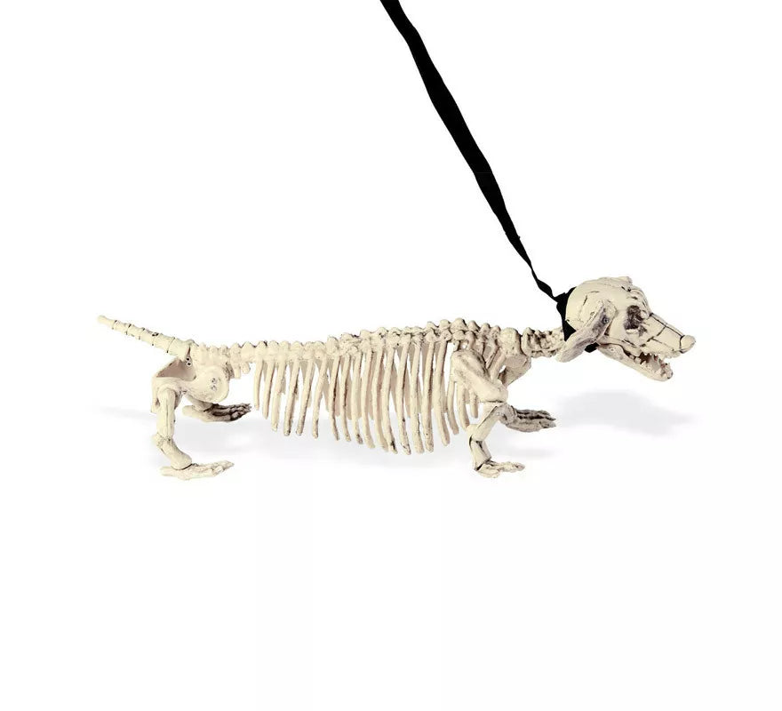 Translation missing: pt-PT.Esqueleto de Perro Salchicha con Correa de 55 cm