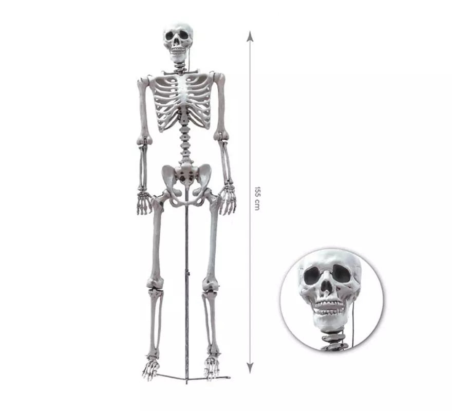 Translation missing: pt-PT.Esqueleto Humano completo de 155 cm